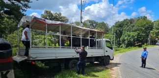 Foto: No más muertes por animales sueltos en Nueva Segovia /TN8