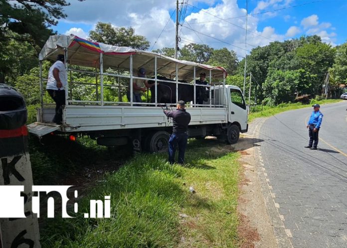 Foto: No más muertes por animales sueltos en Nueva Segovia /TN8