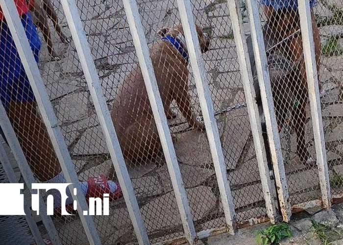 Foto: Pitbull suelto ataca a niña en San Jorge, Rivas / TN8