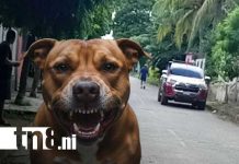 Foto: Pitbull suelto ataca a niña en San Jorge, Rivas / TN8