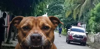 Foto: Pitbull suelto ataca a niña en San Jorge, Rivas / TN8