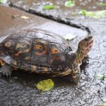 MARENA autorizó exportaciones de fauna silvestre y recursos naturales Foto: MARENA autorizó exportaciones de fauna silvestre y recursos naturales /Cortesía