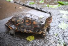Foto: MARENA autorizó exportaciones de fauna silvestre y recursos naturales /Cortesía
