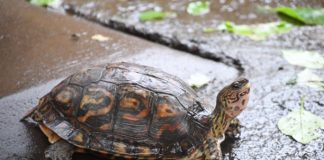 Foto: MARENA autorizó exportaciones de fauna silvestre y recursos naturales /Cortesía