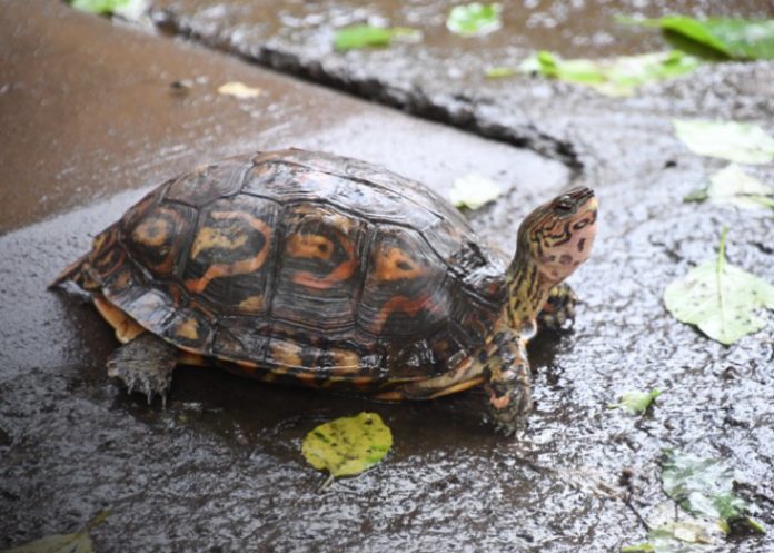 Foto: MARENA autorizó exportaciones de fauna silvestre y recursos naturales /Cortesía Foto: MARENA autorizó exportaciones de fauna silvestre y recursos naturales /Cortesía