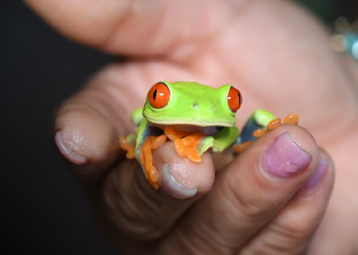 Foto: MARENA autorizó exportaciones de fauna silvestre y recursos naturales /Cortesía