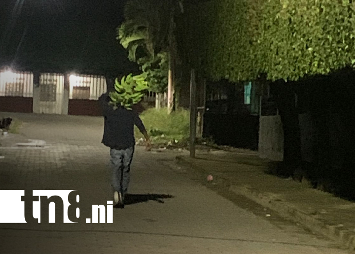 Foto: Circulan imágenes de delincuentes roba plátanos que azotan fincas en Rivas/TN8