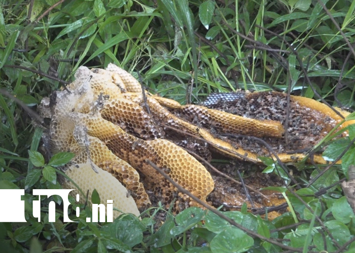 Foto: Enjambre de abejas ataca a hombre en Estelí/ TN8