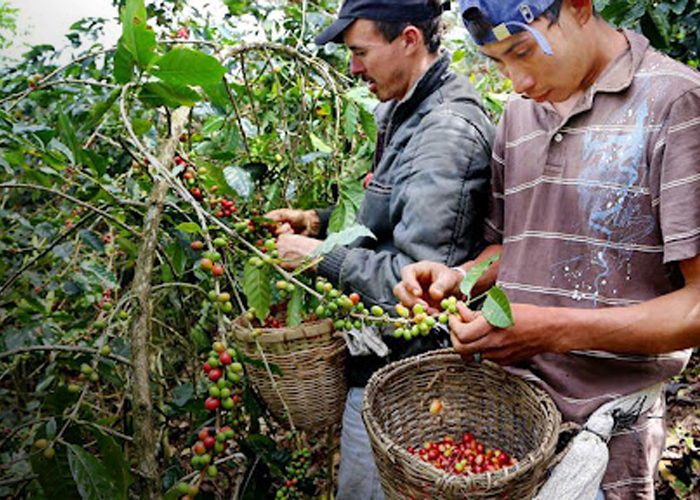 Foto: Producción de café en Nicaragua /Cortesía 