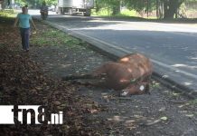 Semoviente sobre la vía resultó muerto al ser impactado por un furgón en Rivas Foto: Semoviente sobre la vía resultó muerto al ser impactado por un furgón en Rivas/TN8