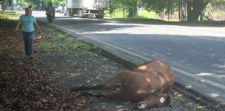 Foto: Semoviente sobre la vía resultó muerto al ser impactado por un furgón en Rivas/TN8