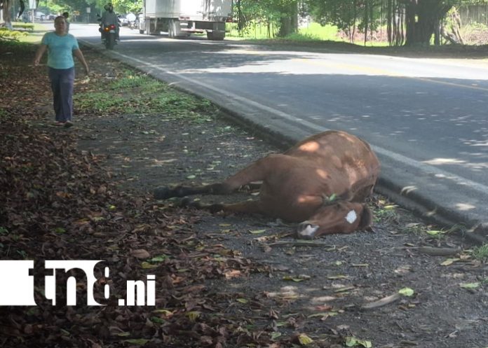 Foto: Semoviente sobre la vía resultó muerto al ser impactado por un furgón en Rivas/TN8