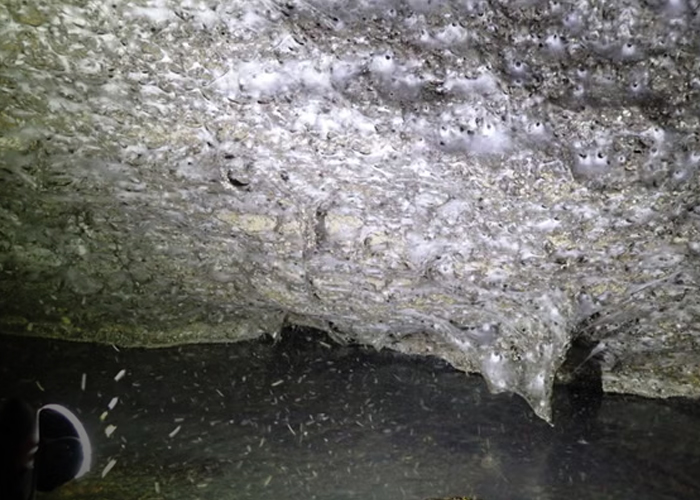 Foto: Más sobre la telaraña gigante /cortesía