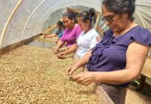 INTA impulsa programa de fortalecimiento para mujeres productoras de café en Matagalpa