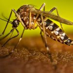 Foto: Neumonía y dengue mantienen cifras estables en la última semana/Cortesía