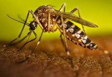 Foto: Neumonía y dengue mantienen cifras estables en la última semana/Cortesía