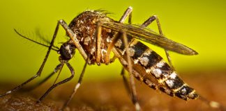 Foto: Neumonía y dengue mantienen cifras estables en la última semana/Cortesía