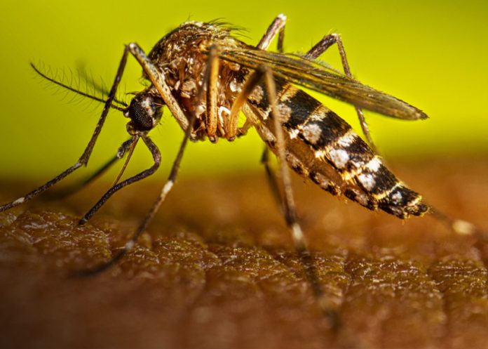Foto: Neumonía y dengue mantienen cifras estables en la última semana/Cortesía