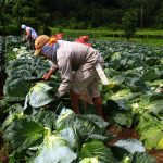 Foto: Nicaragua reporta avances en producción agropecuaria y comercio en 2025-2026 / Cortesía