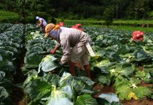Nicaragua reporta avances en producción agropecuaria y comercio en 2025-2026 Foto: Nicaragua reporta avances en producción agropecuaria y comercio en 2025-2026 / Cortesía