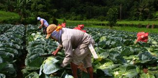Foto: Nicaragua reporta avances en producción agropecuaria y comercio en 2025-2026 / Cortesía