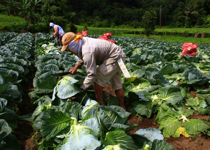 Foto: Nicaragua reporta avances en producción agropecuaria y comercio en 2025-2026 / Cortesía