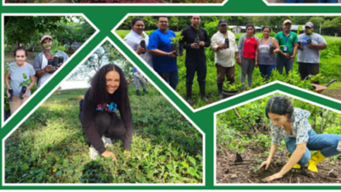 Foto: MARENA impulsa reforestación comunitaria con más de medio millón de plantas/Cortesía