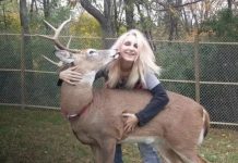 Foto:Mujer muere tras ataque de un ciervo en Ohio /Cortesía
