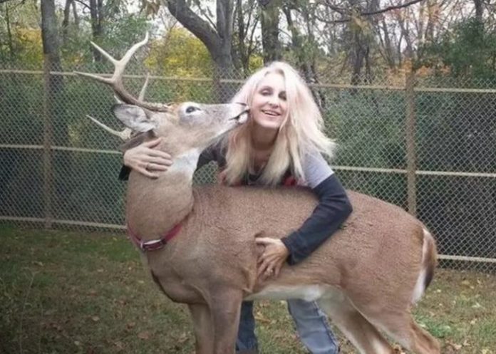 Foto:Mujer muere tras ataque de un ciervo en Ohio /Cortesía