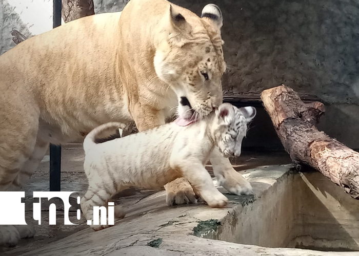 Foto: tigresas en el Zoológico Nacional /TN8