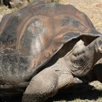 Foto: La tortuga que sobrevivió a 20 presidentes estadounidenses /Cortesía