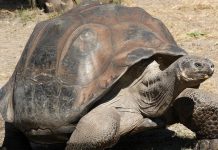 Adiós a Gramma: muere la tortuga de 141 años que vivió dos guerras mundiales Foto: La tortuga que sobrevivió a 20 presidentes estadounidenses /Cortesía