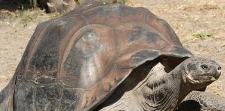 Foto: La tortuga que sobrevivió a 20 presidentes estadounidenses /Cortesía