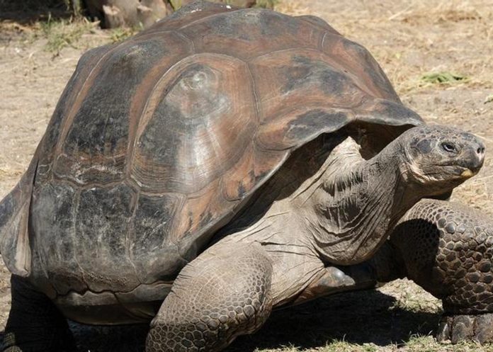 Foto: La tortuga que sobrevivió a 20 presidentes estadounidenses /Cortesía