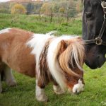 Foto: Más sobre el pequeño caballo /cortesía