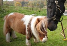 Encuentran al caballo más pequeño del mundo, mide apenas 52 cm Foto: Más sobre el pequeño caballo /cortesía
