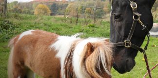 Foto: Más sobre el pequeño caballo /cortesía