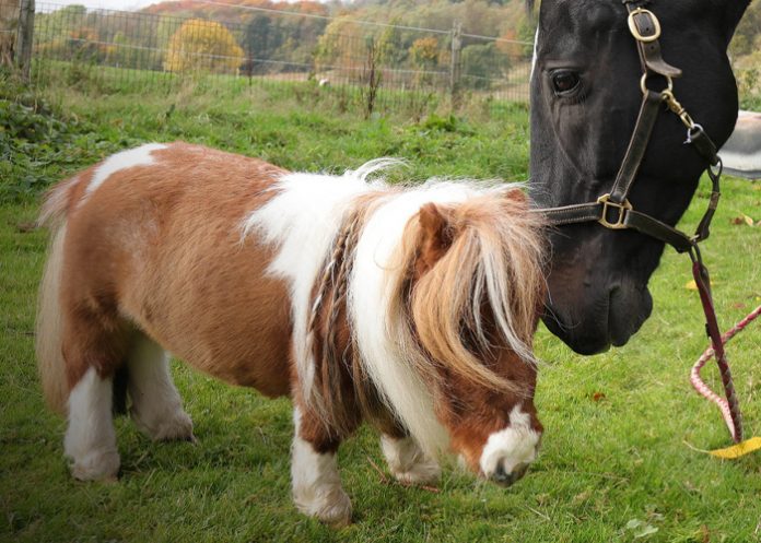 Foto: Más sobre el pequeño caballo /cortesía