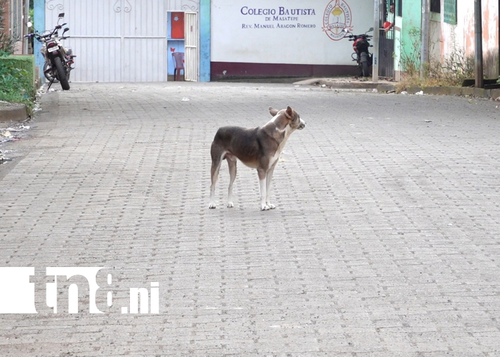 Foto: Familias exigen justicia tras muerte de perros y aves en Masatepe /TN8