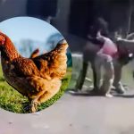 Foto: Pelea por una gallina termina con dos mujeres heridas /Cortesía