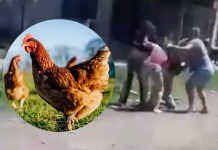 Foto: Pelea por una gallina termina con dos mujeres heridas /Cortesía