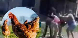 Foto: Pelea por una gallina termina con dos mujeres heridas /Cortesía
