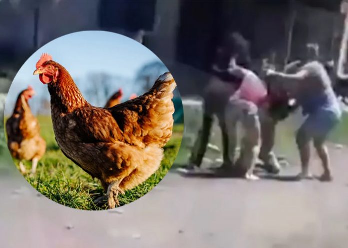 Foto: Pelea por una gallina termina con dos mujeres heridas /Cortesía