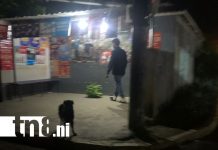 Circulan imágenes de delincuentes roba plátanos que azotan fincas en Rivas Foto: Circulan imágenes de delincuentes roba plátanos que azotan fincas en Rivas/TN8