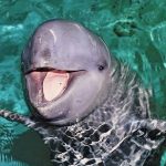 Foto: La “sonrisa burlona” del delfín Irawadi corre peligro/Cortesía