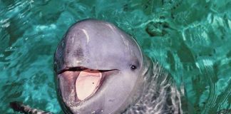 Foto: La “sonrisa burlona” del delfín Irawadi corre peligro/Cortesía