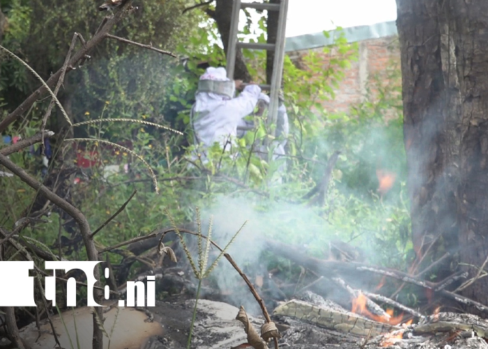 Foto: Enjambre de abejas ataca a hombre en Estelí/ TN8