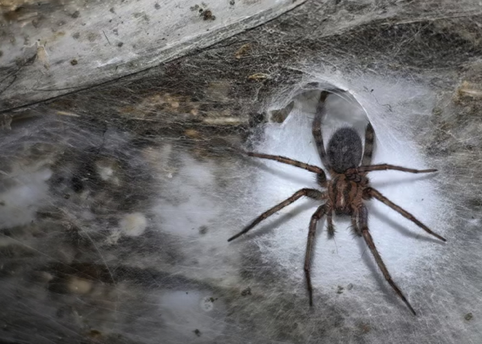 Foto: Más sobre la telaraña gigante /cortesía 