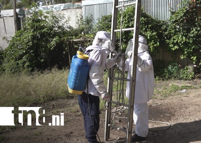 Foto: Enjambre de abejas africanas causa alarma en sector de “Roba Casa” en Estelí / TN8