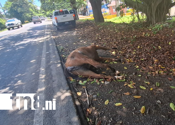 Foto: Semoviente sobre la vía resultó muerto al ser impactado por un furgón en Rivas/TN8
